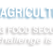 Punjab Agriculture University